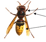 Achtung: Asiatische Hornisse erkennen – melden – bekämpfen