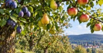 Obst pflücken von den Obstbäumen der Gemeinde Deilingen ist erlaubt